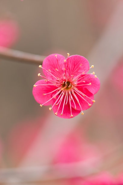 梅花素材图片