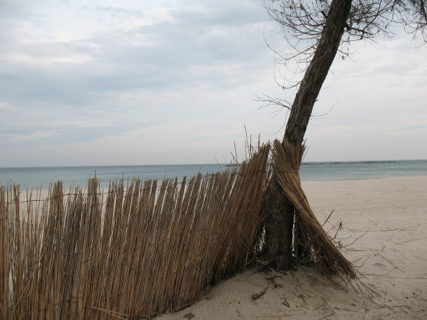 用树木和干草围栏组成的海边构图图片下载