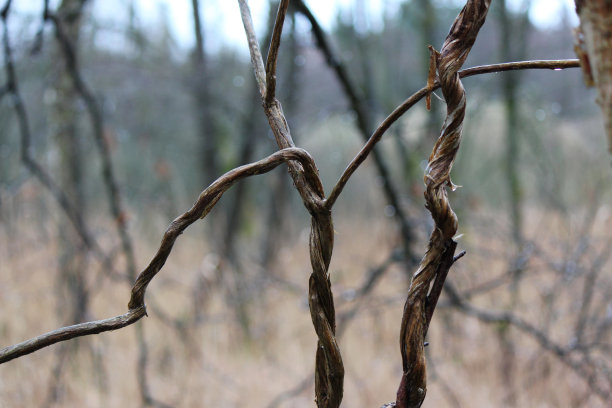 一个分支的特写图片下载