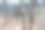 一个分支的特写图片下载