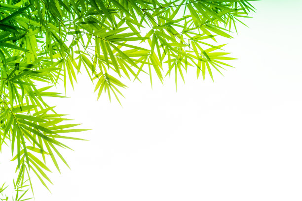 竹子照片素材ID：138856828