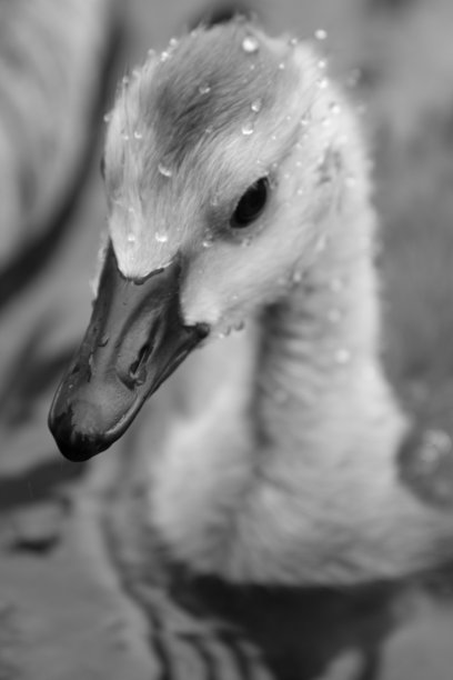 高斯林图片下载