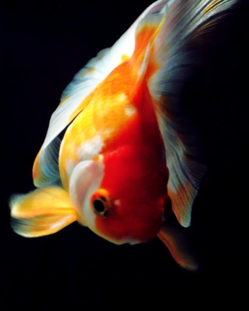 可爱的扇尾图片下载