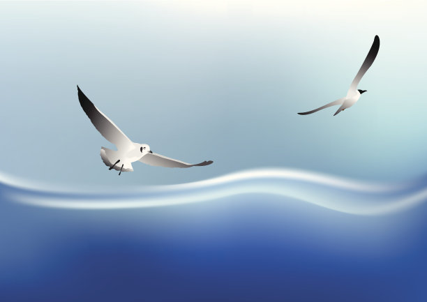 海鸥在海上飞翔图片下载