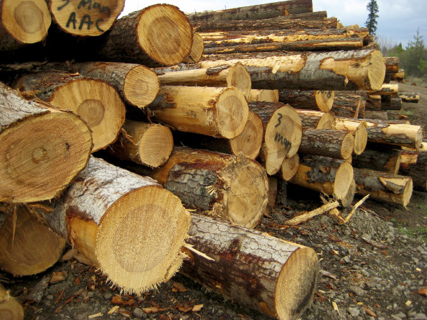 伐木，爱达荷州图片下载