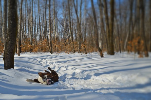春天即将到来的喜悦图片下载