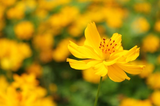 黄色的宇宙花花集中在一朵花图片下载