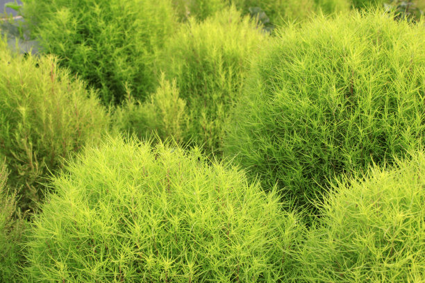 现场竹林全帧拍摄图片下载