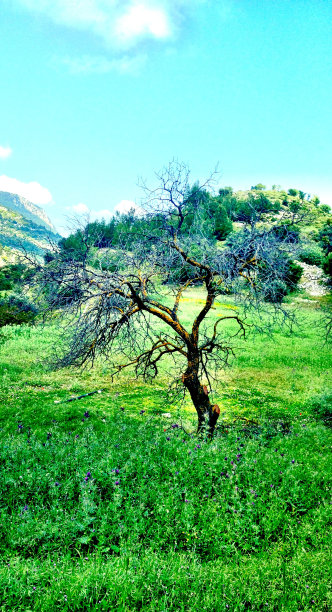 橄榄树图片下载