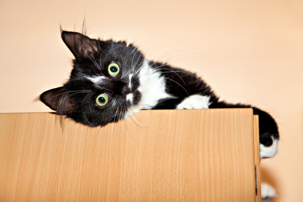 猫躺在衣柜上图片下载