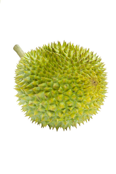 泰国榴莲果实孤立在白色背景图片下载