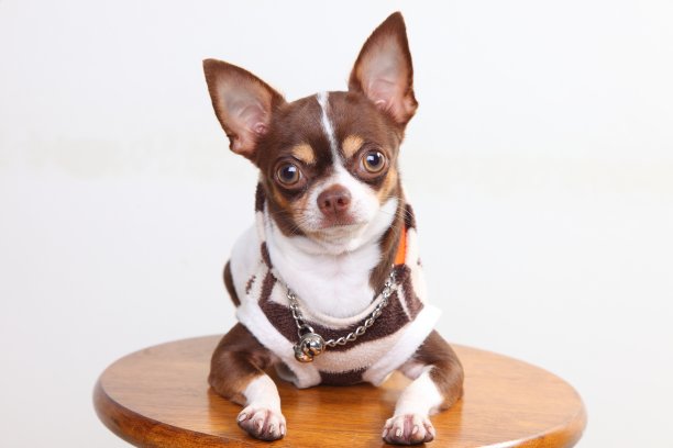 吉娃娃狗图片下载