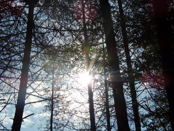 早上好阳光图片下载