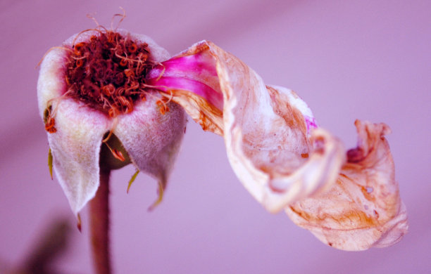 老玫瑰1图片下载