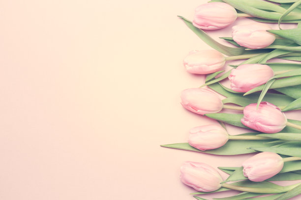 粉红色背景上的粉红色郁金香。平躺，俯视图。情人节的背景。图片下载