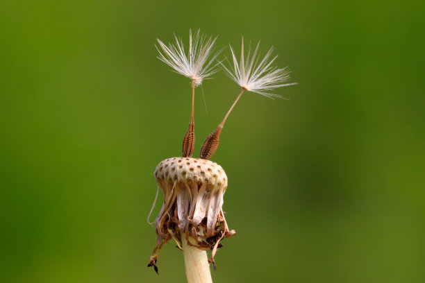 蒲公英的种子图片下载