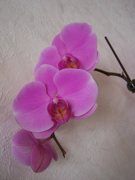 兰花垂直闭合图片下载