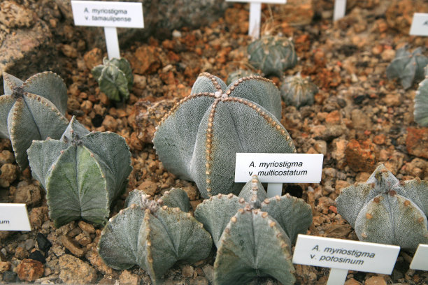 仙人掌图片下载