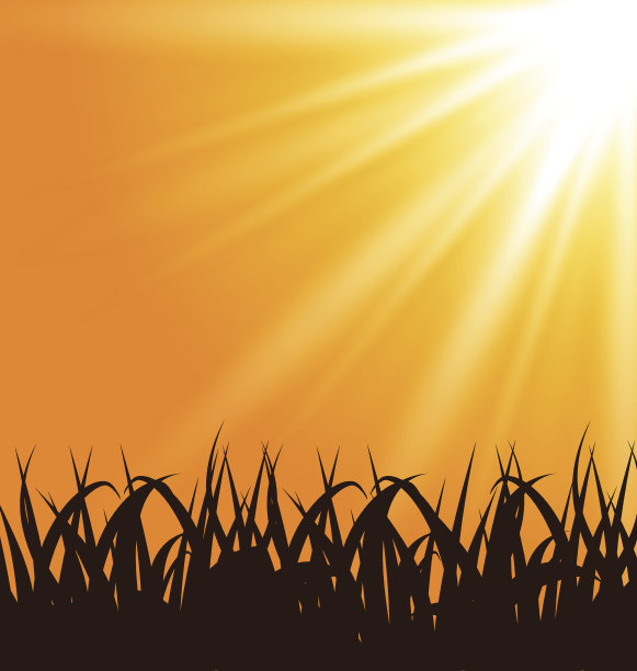 秋天的背景草和阳光图片下载
