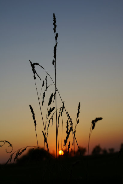 草地上的日落图片下载