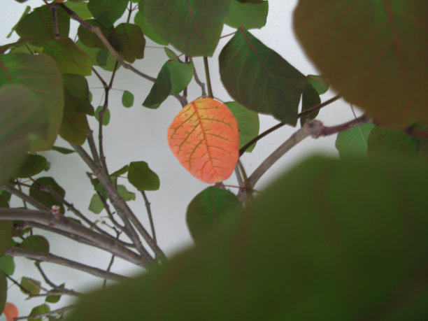 不同的性质图片下载