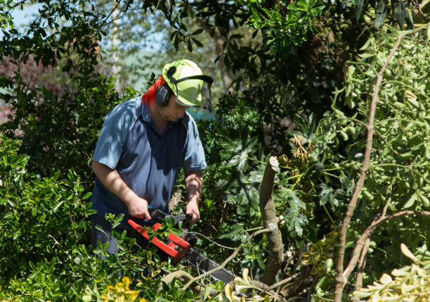 电锯人图片下载