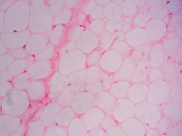 显微镜下观察人体脂肪组织图片下载