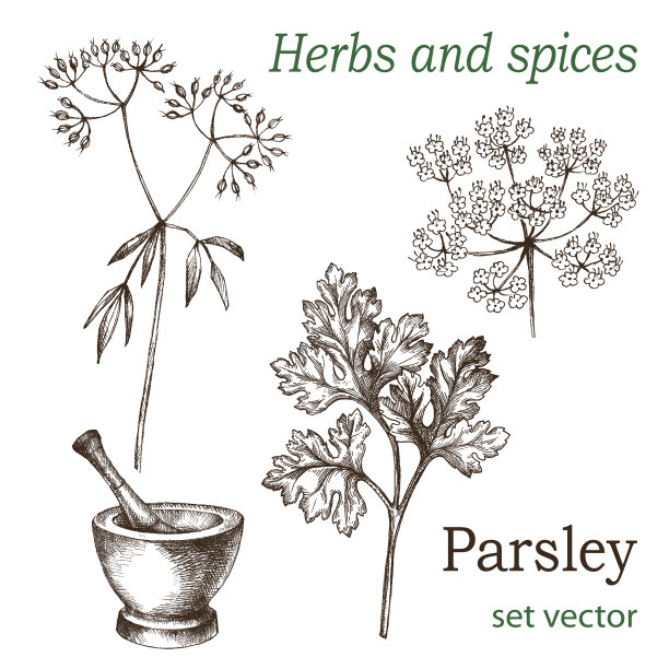 白色背景下的植物特写镜头图片下载