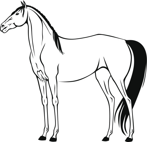 漂亮的纯种马图片下载