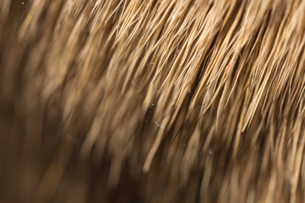 白尾鹿毛皮微距纹理图片下载