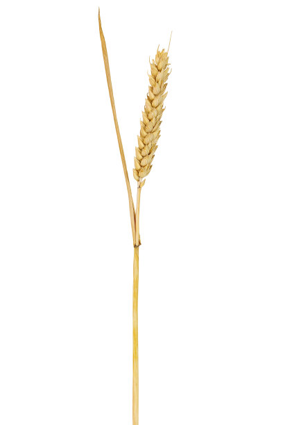 小麦素材图片