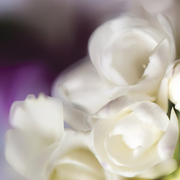 花的背景图片下载