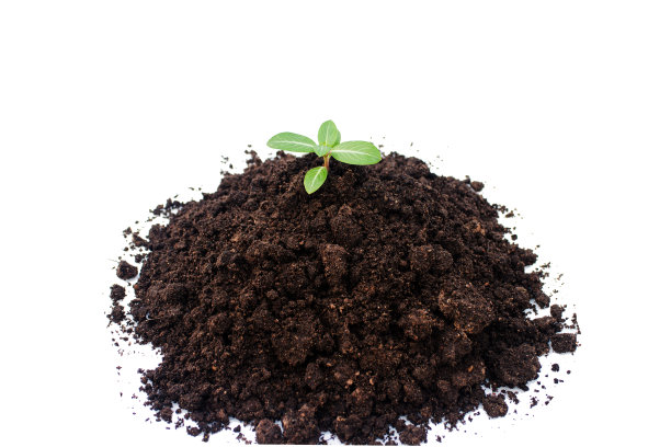 绿色芽，土壤孤立在白色背景上图片下载