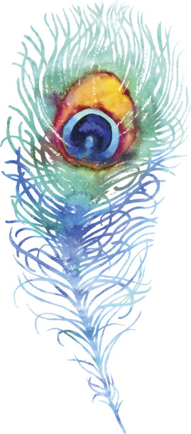 多色孔雀羽毛上的白色背景图片下载
