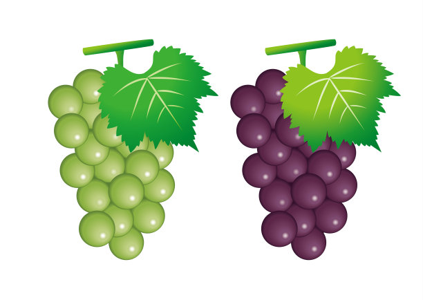 麝香酒和葡萄的插画。图片下载