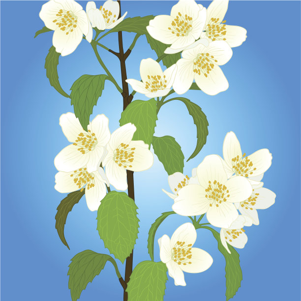 向量樱花。图片下载