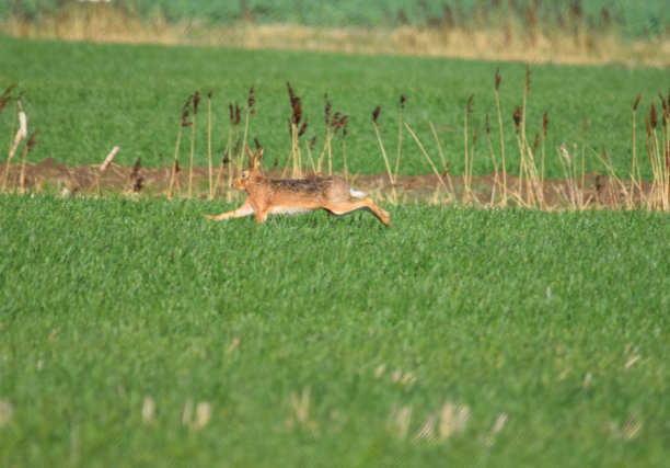 可爱的野兔在绿色的田野背景图片下载