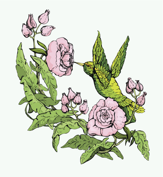 Colibri和鲜花。手绘草图图片下载