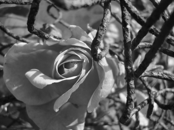 玫瑰和线图片下载