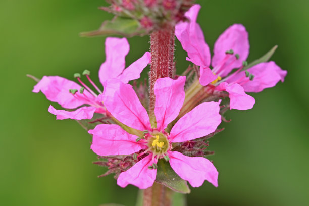 lythrum花图片下载