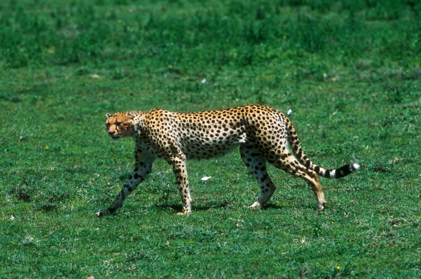 猎豹在坦桑尼亚塞伦盖蒂国家公园捕猎图片下载