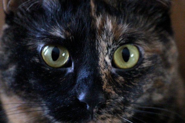 猫锐利的眼睛。图片下载