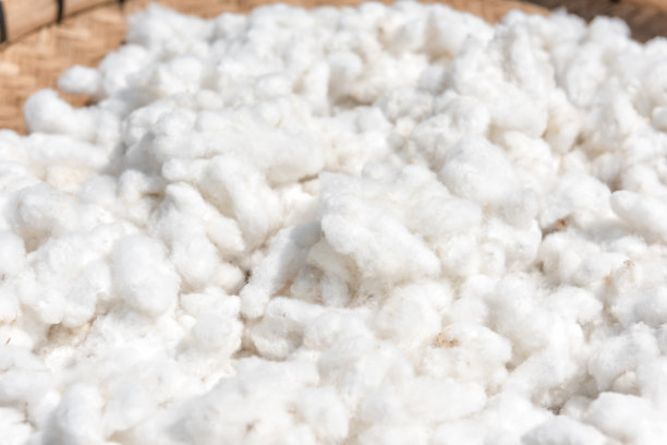 棉花收获图片下载