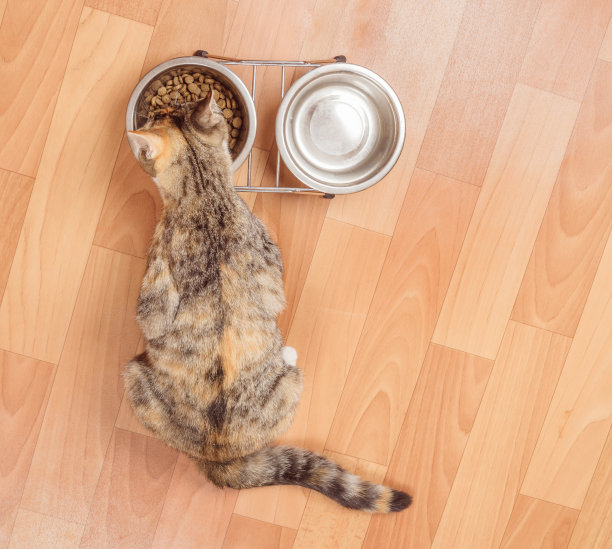 小猫从碗里吃东西，俯视图图片下载