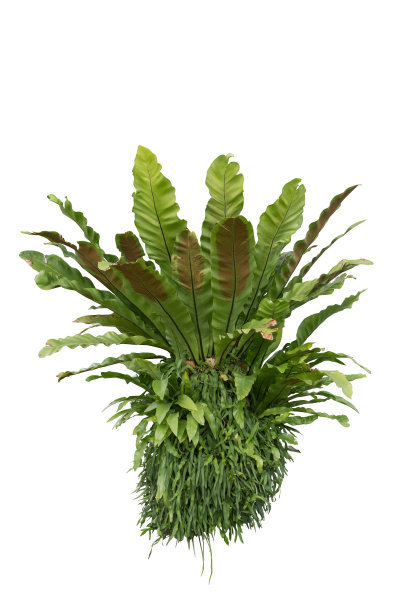 绿色的布什图片下载