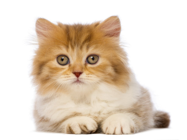 英国长毛小猫，2个月大，说谎图片下载