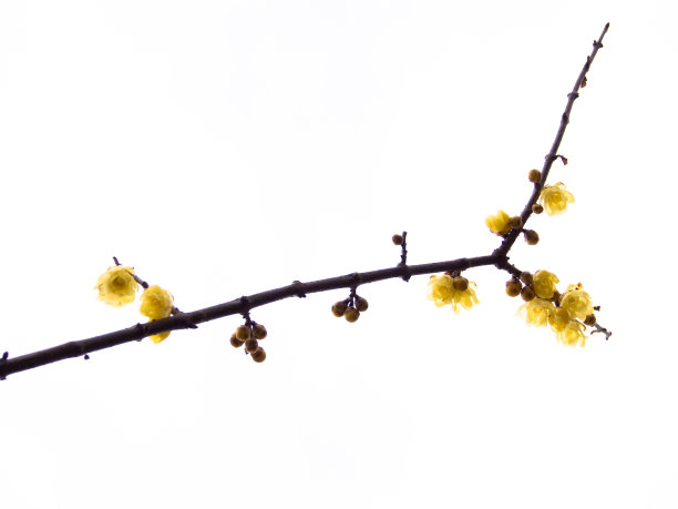 黄色的腊梅花在冬天的小树枝上图片下载