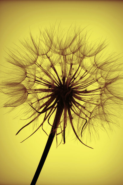 种子头剪影图片下载