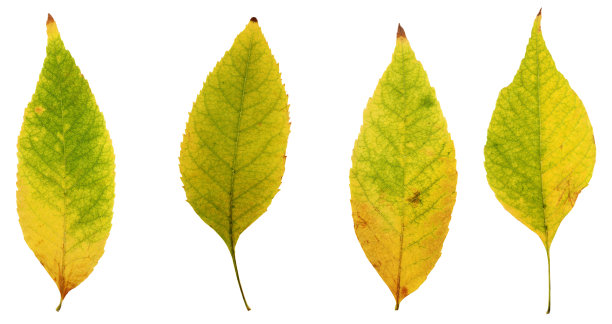 秋天的树叶从树上黄，棕色，红色和绿色图片下载