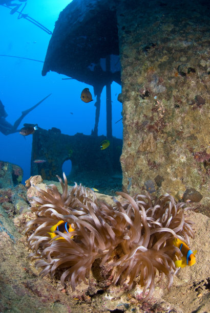 沉船上的海葵鱼图片下载